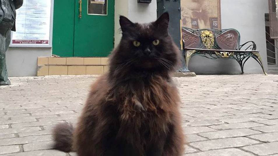Előkerült Behemót, a moszkvai színház macskája