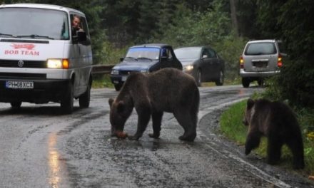 Medvét ütött el egy kisteherautó