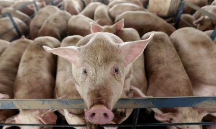 Afrikai sertéspestis-fertőzés miatt huszonnégyezer állatot kell leölni Bulgáriában