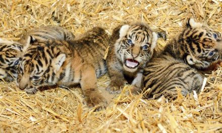 Négy szumátrai tigris született a berlini állatkertben