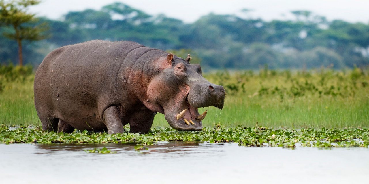 Vízilótámadásban meghalt egy kínai turista Kenyában