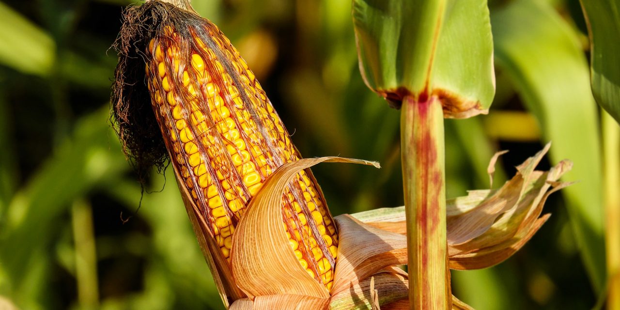 Szerbia Búzái Szövetség: Jól termett a kukorica, alacsony az ár