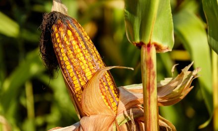 Szerbia Búzái Szövetség: Jól termett a kukorica, alacsony az ár