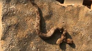 Kétfejű kígyót találtak Virginiában – Videóval