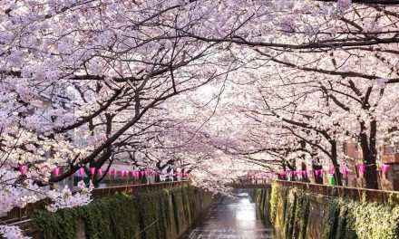 Váratlanul virágba borultak a cseresznyefák Japánban
