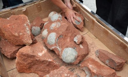 80 millió éves dinoszaurusz tojásokra bukkantak Kínában