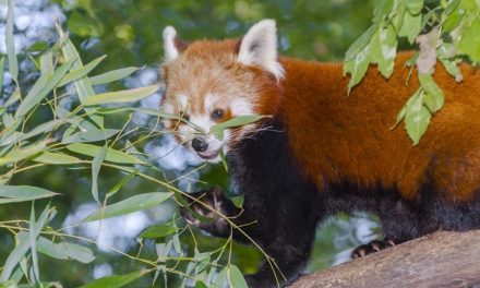 Új vörös panda érkezett a Szegedi Vadasparkba