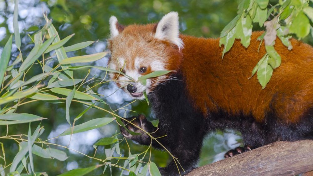 Új vörös panda érkezett a Szegedi Vadasparkba