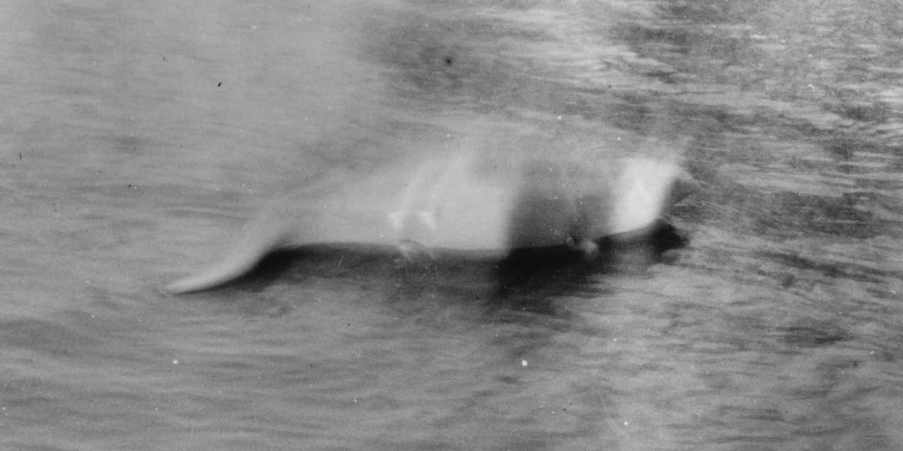 <span class="entry-title-primary">Hol volt, hol nem volt</span> <span class="entry-subtitle">85 éve készült az első fénykép a Loch Ness-i szörnyről</span>
