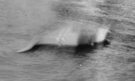 <span class="entry-title-primary">Hol volt, hol nem volt</span> <span class="entry-subtitle">85 éve készült az első fénykép a Loch Ness-i szörnyről</span>