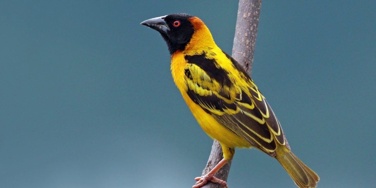 Több mint száz védett madarat találtak a pénzügyőrök Röszkén