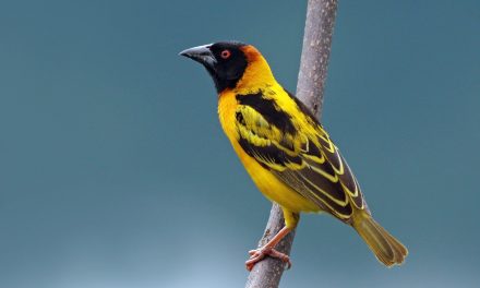 Több mint száz védett madarat találtak a pénzügyőrök Röszkén