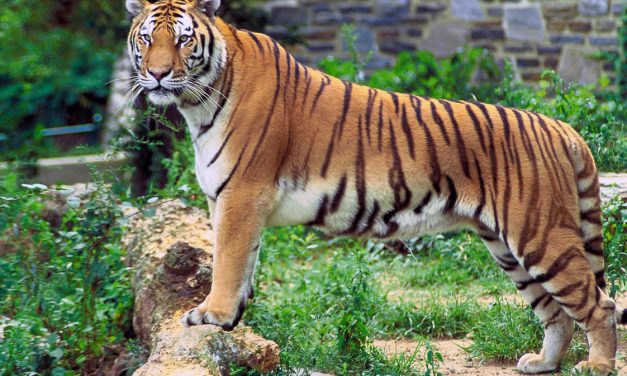 Tíz év múlva kihalhatnak a tigrisek