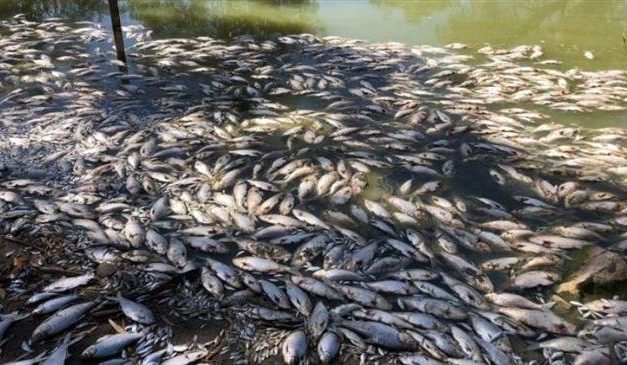Több százezer hal pusztult el megint Ausztráliában