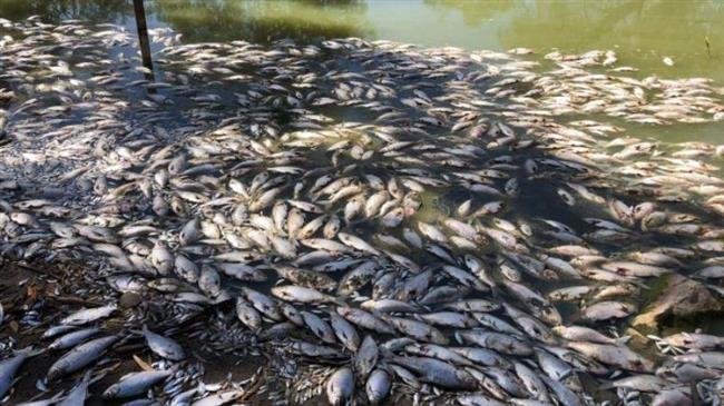 Több százezer hal pusztult el megint Ausztráliában