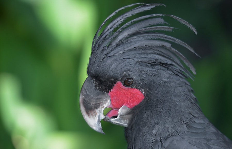 Zombor: Hat ritka, értékes papagájt loptak el egy magánállatkertből