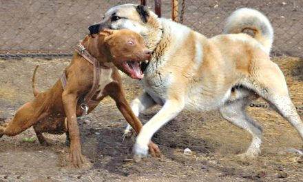 Borzalom Szabadkán: Kutyák marcangoltak két embert, a tulajdonos csak nézte, majd lelépett