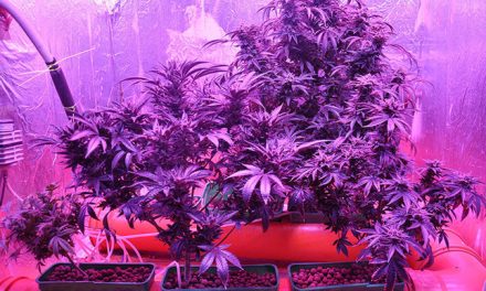Szabadka: A szobájában termesztett marihuánát