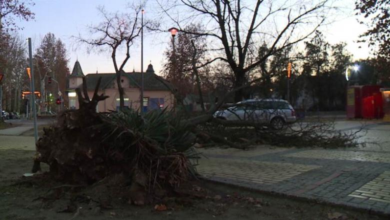 Kidőlt egy hatalmas platánfa Palics központjában