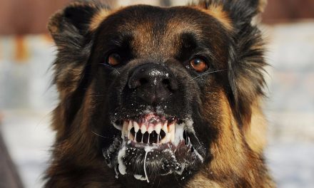 Kóbor kutyák veszélyeztetik a szabadkai polgárok biztonságát