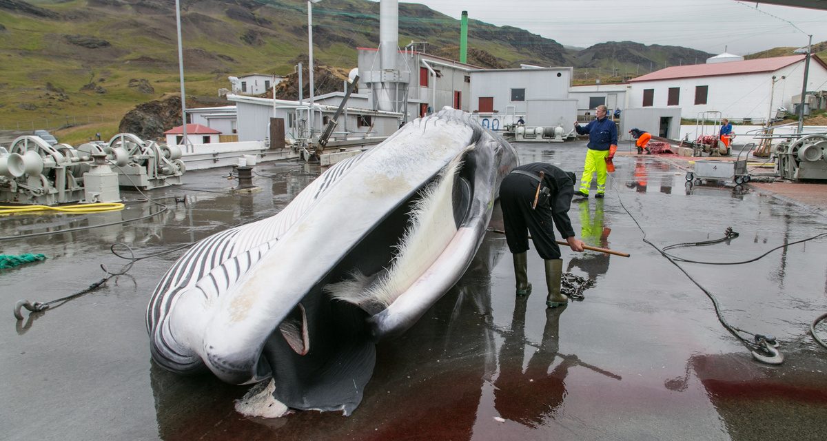 Izland kétezer bálna legyilkolását engedélyezte