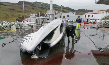 Izland kétezer bálna legyilkolását engedélyezte