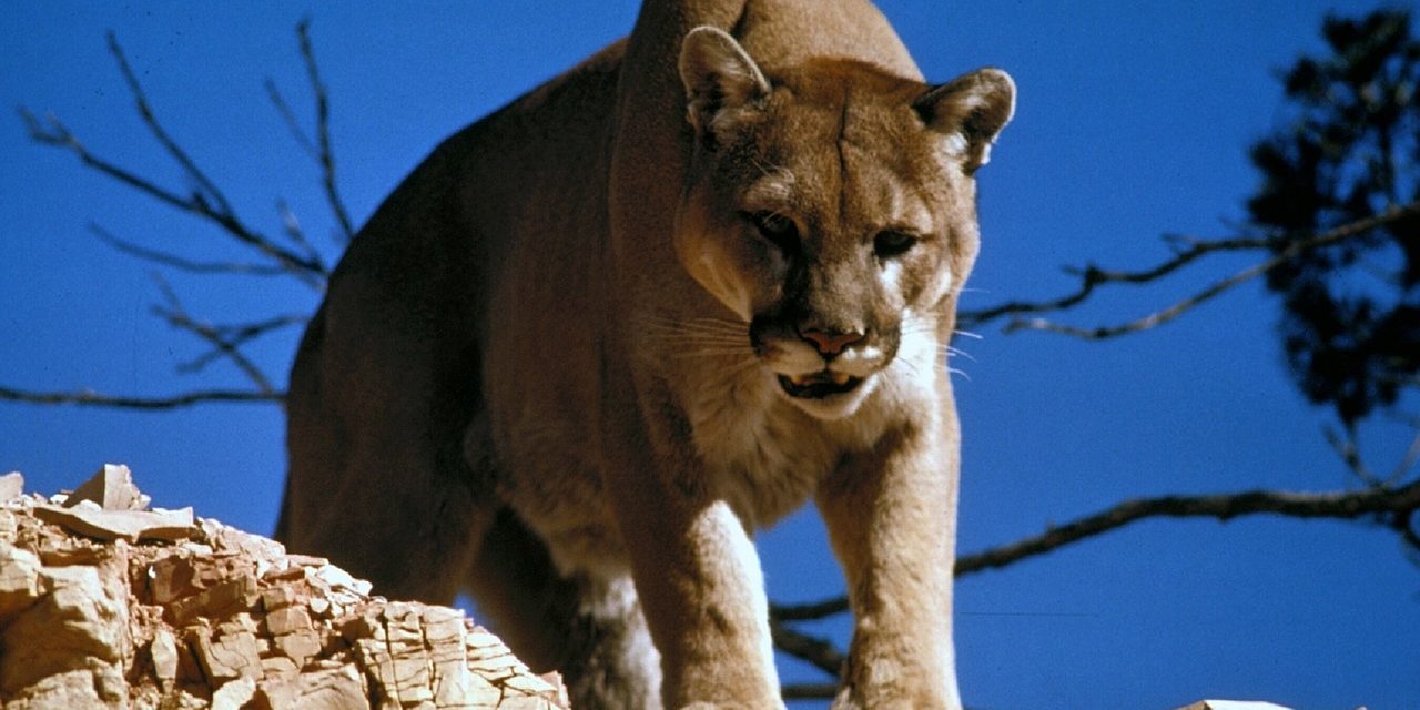 Puma támadt egy futóra, erre ő puszta kézzel megfojtotta az állatot