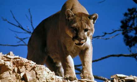 Puma támadt egy futóra, erre ő puszta kézzel megfojtotta az állatot