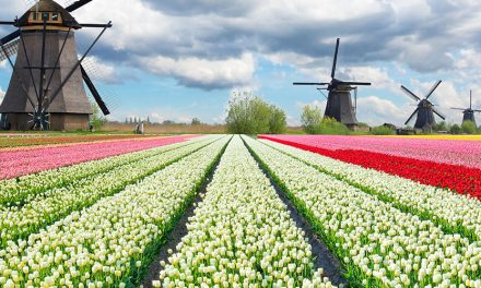 Hollandia: az országnak évente 50 ezer új külföldi munkavállalóra van szüksége