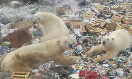 Szükségállapotot hirdettek egy orosz településen a jegesmedvék miatt