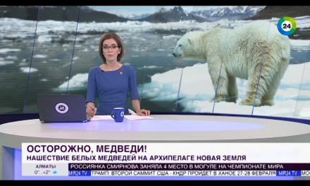 Jegesmedvék tartják rettegésben egy oroszországi szigetcsoport lakóit (Videó)