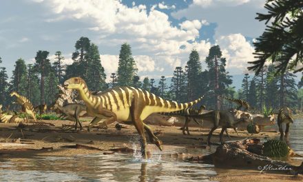 Új dinoszauruszfaj fosszíliáit fedezték fel Ausztráliában