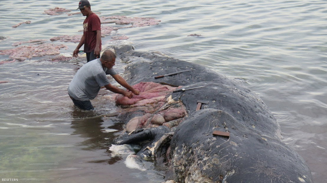 Negyven kilogramm műanyag zacskótól pusztult el egy bálna