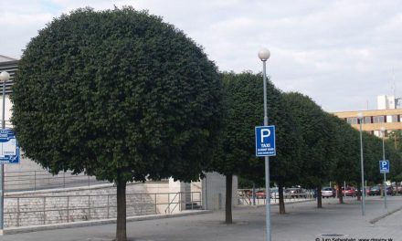 Szabadka: Cserélik a fákat a Branislav Nušić utcában