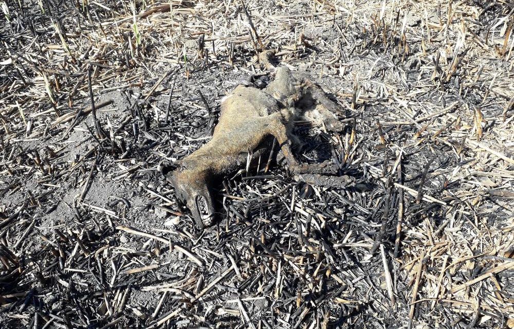Gyújtogatás miatt elevenen égtek el az állatok a szabadkai vadászterületen