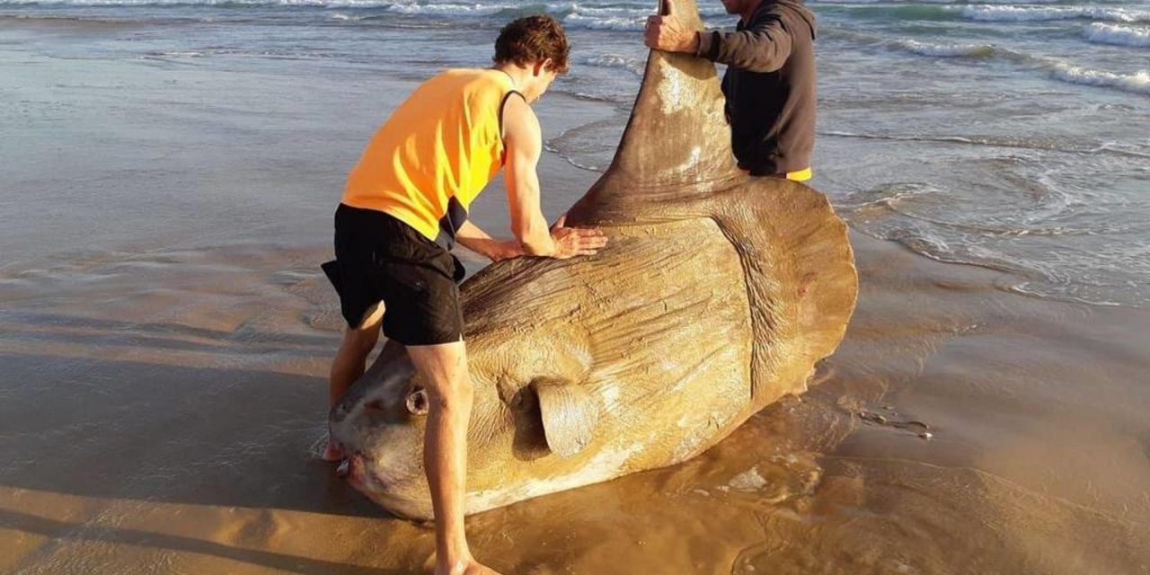 Egy óriási holdhal tetemét sodorta partra a víz egy dél-ausztráliai strandon