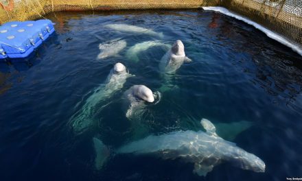 Kilencvenhét illegálisan elfogott bálna szabadon engedését tervezi Oroszország