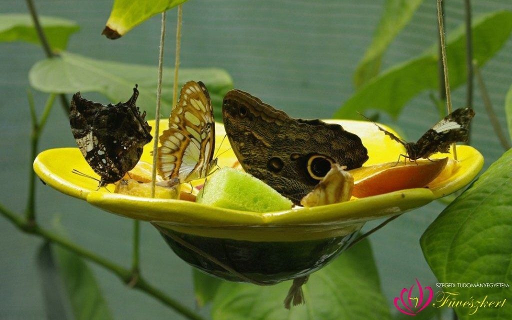 Újra trópusi pillangók várják a látogatókat a szegedi egyetemi füvészkertben