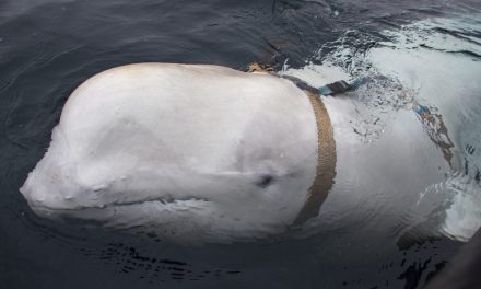 <span class="entry-title-primary">Orosz harci delfint találtak a halászok Norvégia partjainál</span> <span class="entry-subtitle">Felderíteni és kémkedni ment a hajók után</span>