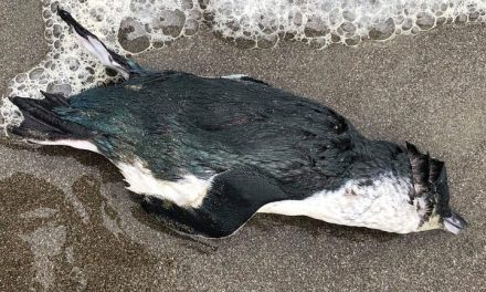 Császárpingvin-fiókák ezrei fulladtak a tengerbe
