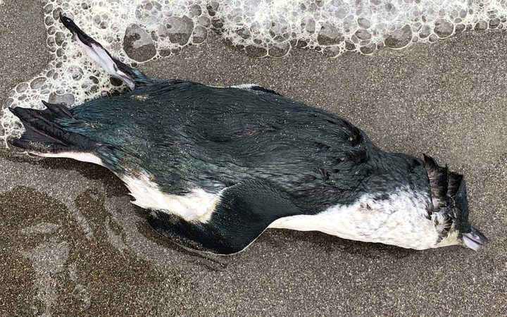 Császárpingvin-fiókák ezrei fulladtak a tengerbe