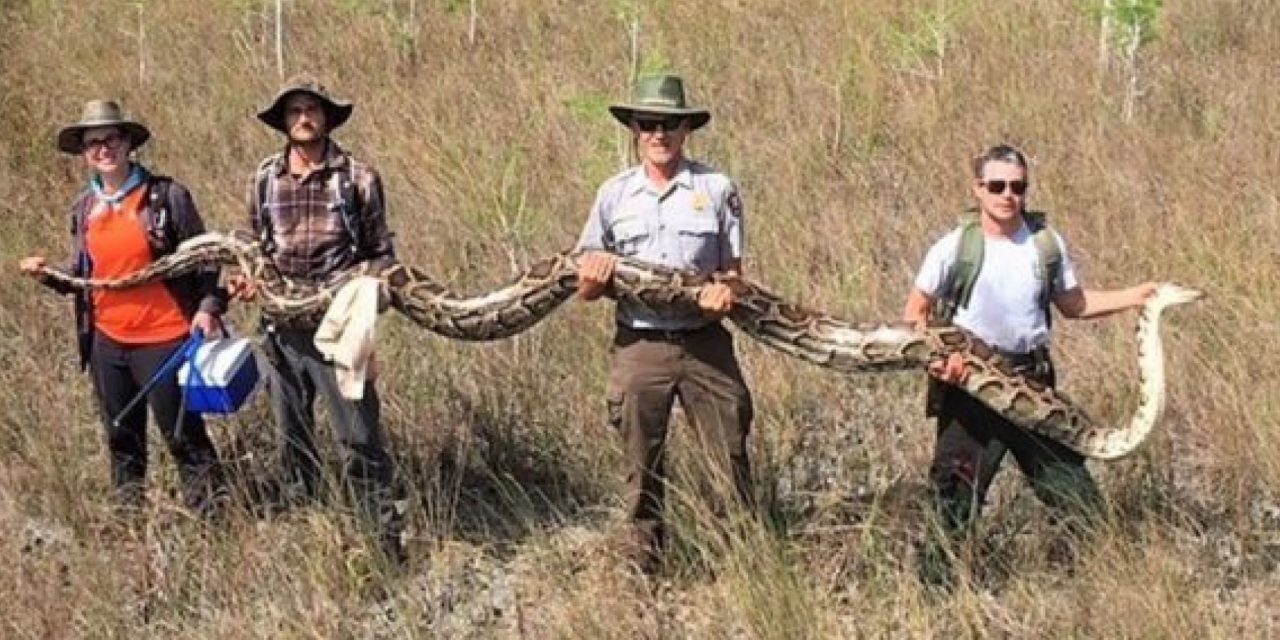 Gigantikus óriáskígyót találtak Floridában