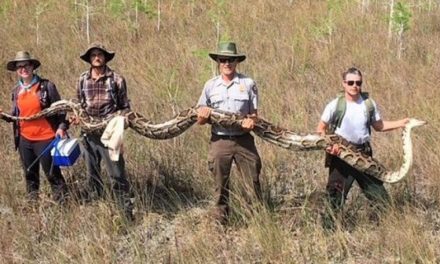 Gigantikus óriáskígyót találtak Floridában