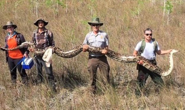 Gigantikus óriáskígyót találtak Floridában