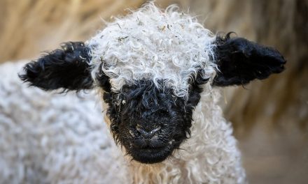 Wallisi feketeorrú bárány született a Debreceni Állat- és Növénykertben