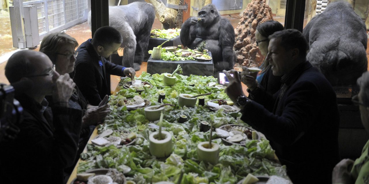 Gorillákkal reggeliztek
