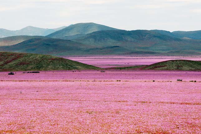 Virágba borult a Föld egyik legszárazabb sivataga (Fotók+Videó)