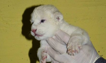 Fehér oroszlán született a Szegedi Vadasparkban