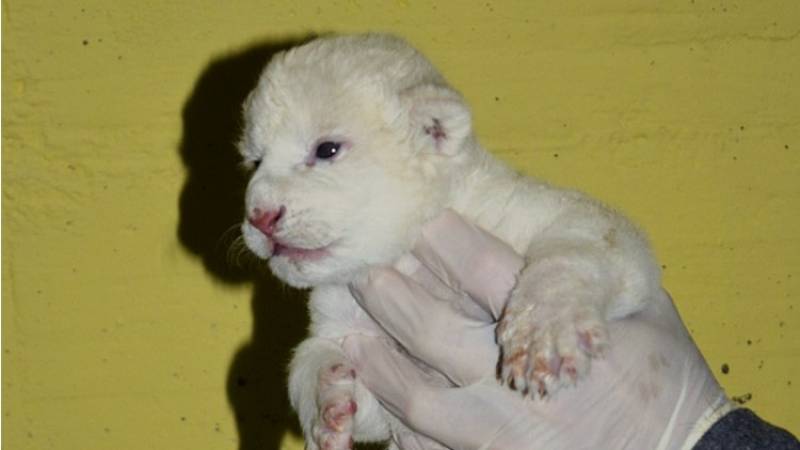 Fehér oroszlán született a Szegedi Vadasparkban