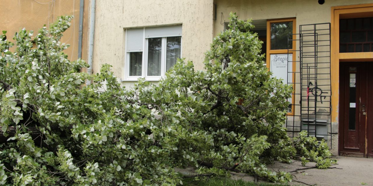 Újvidék: Épületre dőlt egy hársfa a Makszim Gorkij utcában (Fotók)